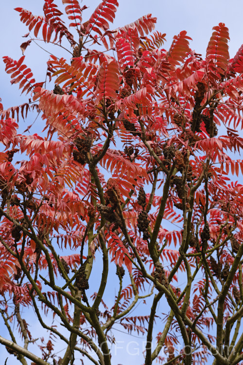 Autumn foliage of Stag's Horn. Sumach (<i>Rhus typhina</i>), a deciduous shrub or small tree up to 6m high and wide, native to temperate eastern North America. It is known for its vivid autumn foliage colours and the velvety red fruiting heads that develop from tiny yellow-green flowers. rhus-2719htm'>Rhus. <a href='anacardiaceae-plant-family-photoshtml'>Anacardiaceae</a>. Order: Sapindales</a>