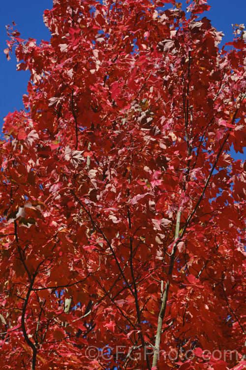 The autumn foliage of the Red Maple, Scarlet Maple or Swamp Maple (<i>Acer rubrum</i>), a deciduous tree native to eastern and central North America. It can grow to 40m tall and its 5-7-lobed leaves are up to 10cm wide. Order Sapindales, Family: Sapindaceae