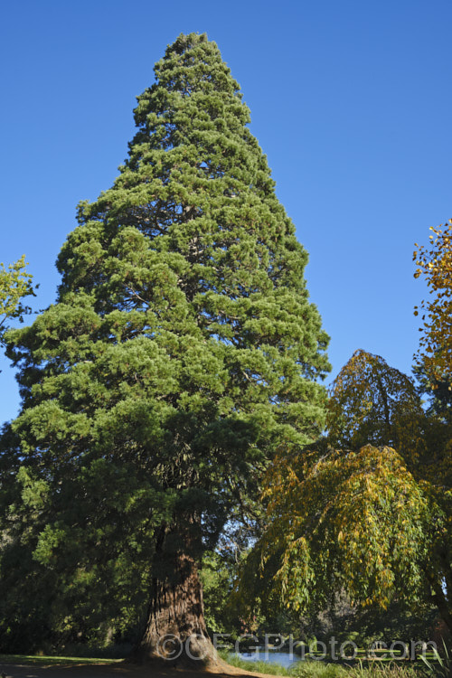 Giant Sequoia, Big. Tree or Sierra Redwood (<i>Sequoiadendron giganteum</i>), the world's largest tree by volume, this Californian conifer is capable of reaching nearly 100m tall sequoiadendron-2495htm'>Sequoiadendron. Order: Pinales, Family: Cupressaceae Order: Pinales</a>