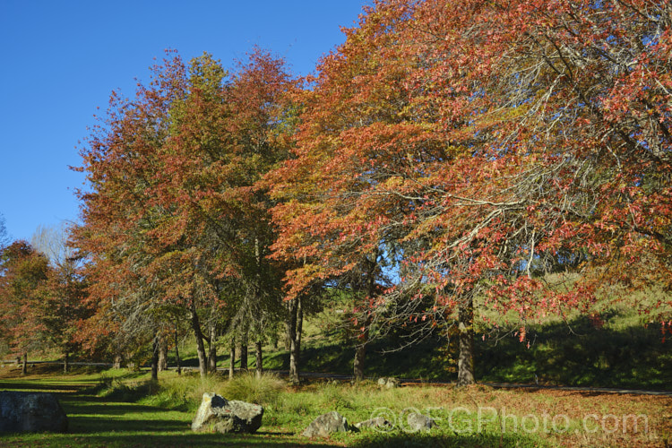 Pin Oak (<i>Quercus palustris</i>), a 20-35m tall deciduous tree native to northeast. North America. This species has a columnar habit and often colours well in autumn, turning deep red. It can be distinguished from the similar. Scarlet Oak (<i>Quercus coccinea</i>), by its small acorns, minute tufts of hairs in the forks of the veins on the undersides of its leaves and usually narrower, asymmetrical basal foliage lobes. Order: Fagales, Family: Fagaceae Order: Fagales</a>