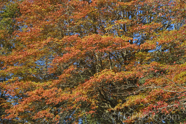 Pin Oak (<i>Quercus palustris</i>), a 20-35m tall deciduous tree native to northeast. North America. This species has a columnar habit and often colours well in autumn, turning deep red. It can be distinguished from the similar. Scarlet Oak (<i>Quercus coccinea</i>), by its small acorns, minute tufts of hairs in the forks of the veins on the undersides of its leaves and usually narrower, asymmetrical basal foliage lobes. Order: Fagales, Family: Fagaceae Order: Fagales</a>
