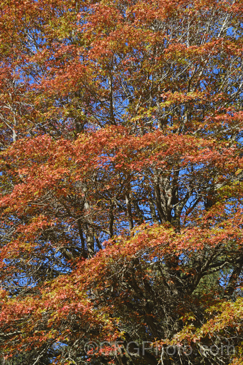 Pin Oak (<i>Quercus palustris</i>), a 20-35m tall deciduous tree native to northeast. North America. This species has a columnar habit and often colours well in autumn, turning deep red. It can be distinguished from the similar. Scarlet Oak (<i>Quercus coccinea</i>), by its small acorns, minute tufts of hairs in the forks of the veins on the undersides of its leaves and usually narrower, asymmetrical basal foliage lobes. Order: Fagales, Family: Fagaceae Order: Fagales</a>