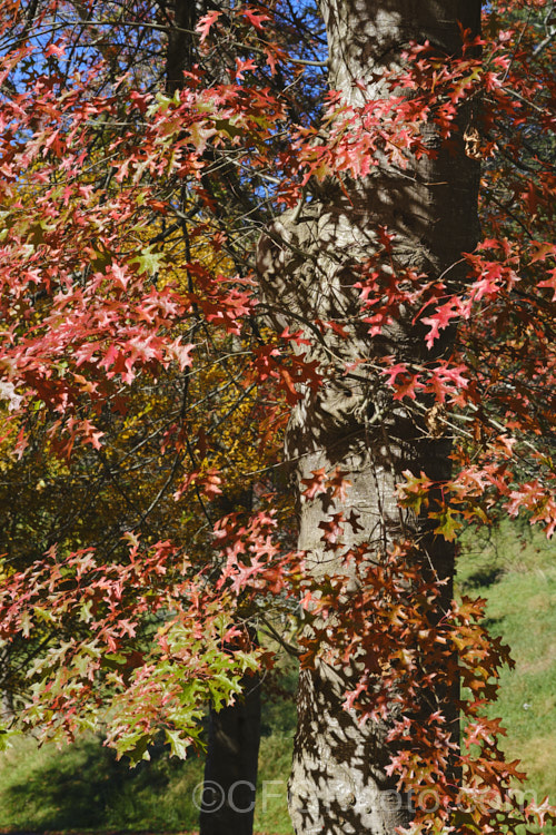 Pin Oak (<i>Quercus palustris</i>), a 20-35m tall deciduous tree native to northeast. North America. This species has a columnar habit and often colours well in autumn, turning deep red. It can be distinguished from the similar. Scarlet Oak (<i>Quercus coccinea</i>), by its small acorns, minute tufts of hairs in the forks of the veins on the undersides of its leaves and usually narrower, asymmetrical basal foliage lobes. Order: Fagales, Family: Fagaceae Order: Fagales</a>