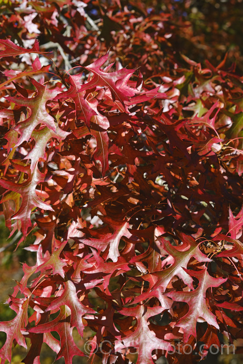 Pin Oak (<i>Quercus palustris</i>), a 20-35m tall deciduous tree native to northeast. North America. This species has a columnar habit and often colours well in autumn, turning deep red. It can be distinguished from the similar. Scarlet Oak (<i>Quercus coccinea</i>), by its small acorns, minute tufts of hairs in the forks of the veins on the undersides of its leaves and usually narrower, asymmetrical basal foliage lobes. Order: Fagales, Family: Fagaceae Order: Fagales</a>