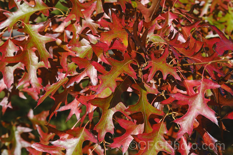 Pin Oak (<i>Quercus palustris</i>), a 20-35m tall deciduous tree native to northeast. North America. This species has a columnar habit and often colours well in autumn, turning deep red. It can be distinguished from the similar. Scarlet Oak (<i>Quercus coccinea</i>), by its small acorns, minute tufts of hairs in the forks of the veins on the undersides of its leaves and usually narrower, asymmetrical basal foliage lobes. Order: Fagales, Family: Fagaceae Order: Fagales</a>