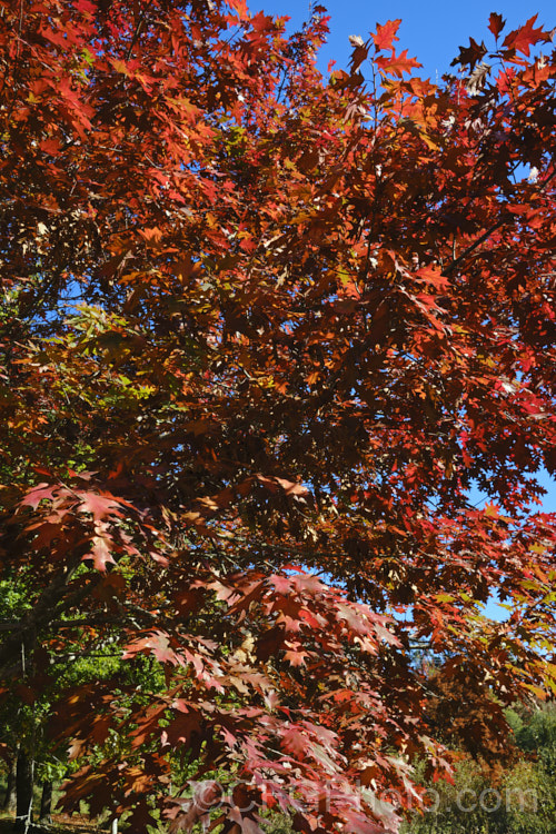 Red Oak or Northern Red Oak (<i>Quercus rubra</i>) in autumn. This 30-40m tall deciduous tree is native to eastern North America. Its leaves, similar in shape to Pin Oak (<i>Quercus palustris</i>) but larger, are up to 20cm long and will often turn deep red in autumn. Order: Fagales, Family: Fagaceae Order: Fagales</a>