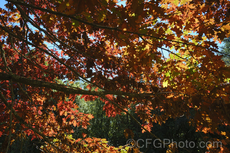 Red Oak or Northern Red Oak (<i>Quercus rubra</i>) in autumn. This 30-40m tall deciduous tree is native to eastern North America. Its leaves, similar in shape to Pin Oak (<i>Quercus palustris</i>) but larger, are up to 20cm long and will often turn deep red in autumn. Order: Fagales, Family: Fagaceae Order: Fagales</a>