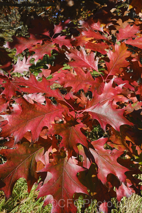 Red Oak or Northern Red Oak (<i>Quercus rubra</i>) in autumn. This 30-40m tall deciduous tree is native to eastern North America. Its leaves, similar in shape to Pin Oak (<i>Quercus palustris</i>) but larger, are up to 20cm long and will often turn deep red in autumn. Order: Fagales, Family: Fagaceae Order: Fagales</a>