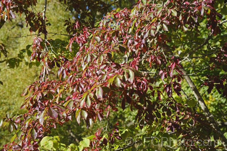 Autumn leaves of Ulmus parvifolia Frontier', a cultivar of the Chinese Elm or Lacebark, grown mainly for its autumn foliage. This small-leafed elm from China, Korea and Japan may be semi-evergreen, has attractive flaking bark and grows to around 25m high. Tiny autumn-borne flowers are followed by conspicuous green samara that brown as they ripen, though Frontier' tends to fruit earlier. Order: Rosales, Family: Ulmaceae Order: Rosales, Family: Rosaceae