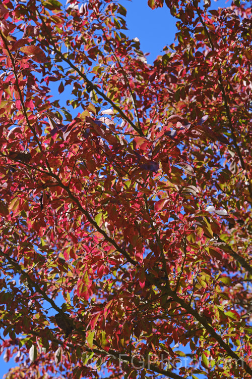 Autumn leaves of Ulmus parvifolia Frontier', a cultivar of the Chinese Elm or Lacebark, grown mainly for its autumn foliage. This small-leafed elm from China, Korea and Japan may be semi-evergreen, has attractive flaking bark and grows to around 25m high. Tiny autumn-borne flowers are followed by conspicuous green samara that brown as they ripen, though Frontier' tends to fruit earlier. Order: Rosales, Family: Ulmaceae Order: Rosales, Family: Rosaceae