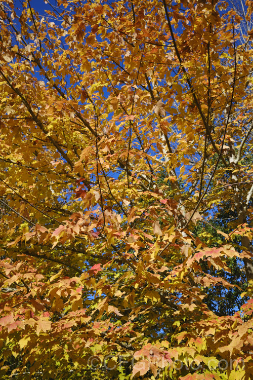 Autumn leaves of the Cappadocian Maple or Caucasian Maple (<i>Acer cappadocicum</i>), a 20m deciduous tree with a wide and unusual range extending from the Caucasus to Japan. It produces many suckers that can develop into thickets. Order: Sapindales, Family: Sapindaceae