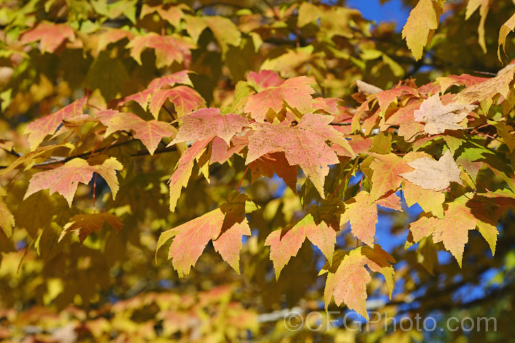 Autumn leaves of the Cappadocian Maple or Caucasian Maple (<i>Acer cappadocicum</i>), a 20m deciduous tree with a wide and unusual range extending from the Caucasus to Japan. It produces many suckers that can develop into thickets. Order: Sapindales, Family: Sapindaceae