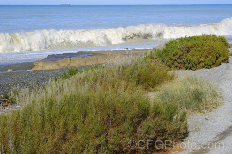 Early Tamarisk (<i>Tamarix parviflora</i>) in autumn against a high tide. This large deciduous shrub or small tree is native to Europe and is often found in coastal areas. Its branches have a somewhat arching habit and the plant can be distinguished from most of the other commonly grown tamarisks in that it flowers on the old wood in spring, rather than on the new growth in summer. The flower colour ranges from pale greyish pink to a dusky reddish pink. tamarix-2300htm'>Tamarix. <a href='tamaricaceae-plant-family-photoshtml'>Tamaricaceae</a>. Order: Caryophyllales</a>