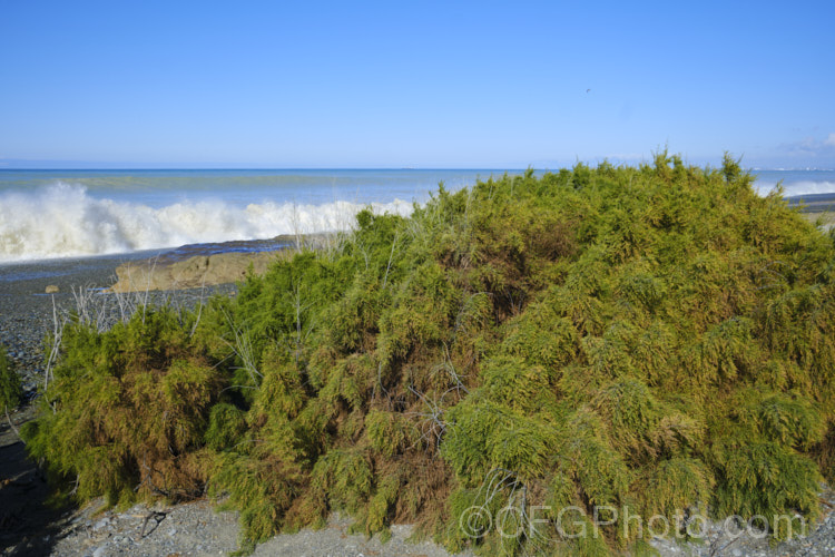 Early Tamarisk (<i>Tamarix parviflora</i>) in autumn against a high tide. This large deciduous shrub or small tree is native to Europe and is often found in coastal areas. Its branches have a somewhat arching habit and the plant can be distinguished from most of the other commonly grown tamarisks in that it flowers on the old wood in spring, rather than on the new growth in summer. The flower colour ranges from pale greyish pink to a dusky reddish pink. tamarix-2300htm'>Tamarix. <a href='tamaricaceae-plant-family-photoshtml'>Tamaricaceae</a>. Order: Caryophyllales</a>