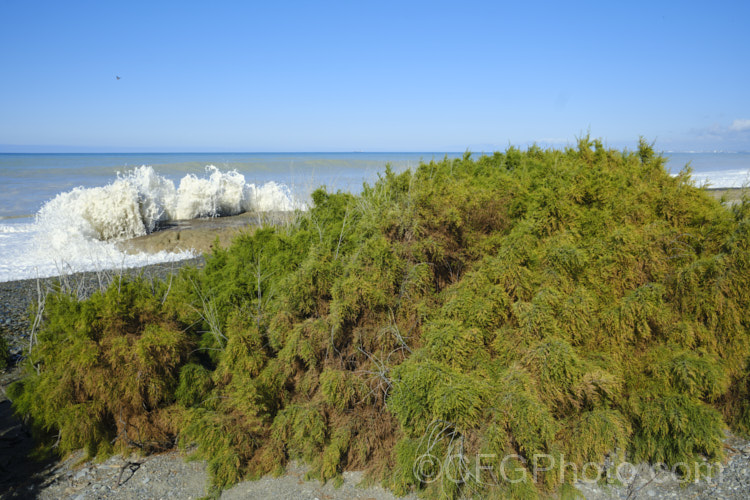 Early Tamarisk (<i>Tamarix parviflora</i>) in autumn against a high tide. This large deciduous shrub or small tree is native to Europe and is often found in coastal areas. Its branches have a somewhat arching habit and the plant can be distinguished from most of the other commonly grown tamarisks in that it flowers on the old wood in spring, rather than on the new growth in summer. The flower colour ranges from pale greyish pink to a dusky reddish pink. tamarix-2300htm'>Tamarix. <a href='tamaricaceae-plant-family-photoshtml'>Tamaricaceae</a>. Order: Caryophyllales</a>
