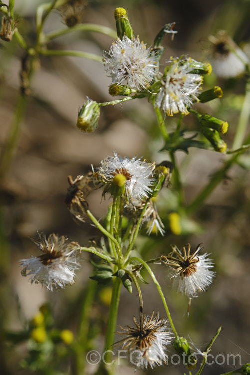 Mature seedheads of Groundsel (<i>Senecio vulgaris</i>), a weak-stemmed, fleshy-leafed. European annual daisy that has widely naturalised and become a weed in many parts of the world. As with most daisies, the fluffy seedheads break up and the seed is dispersed on the wind. senecio-3303htm'>Senecio.