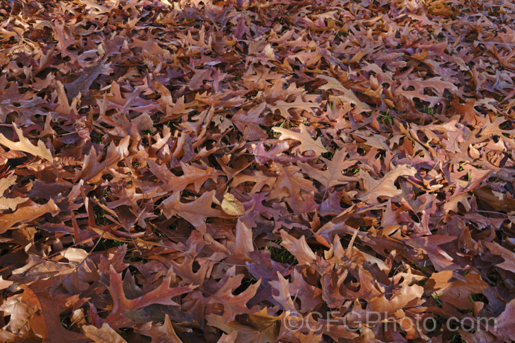 Fallen autumn leaves of the Pin Oak (<i>Quercus palustris</i>), a 20-35m tall deciduous tree native to northeast. North America. This species has a columnar habit and often colours well in autumn, turning deep red. It can be distinguished from the similar. Scarlet Oak (<i>Quercus coccinea</i>), by its small acorns, minute tufts of hairs in the forks of the veins on the undersides of its leaves and usually narrower, asymmetrical basal foliage lobes