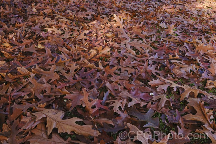 Fallen autumn leaves of the Pin Oak (<i>Quercus palustris</i>), a 20-35m tall deciduous tree native to northeast. North America. This species has a columnar habit and often colours well in autumn, turning deep red. It can be distinguished from the similar. Scarlet Oak (<i>Quercus coccinea</i>), by its small acorns, minute tufts of hairs in the forks of the veins on the undersides of its leaves and usually narrower, asymmetrical basal foliage lobes