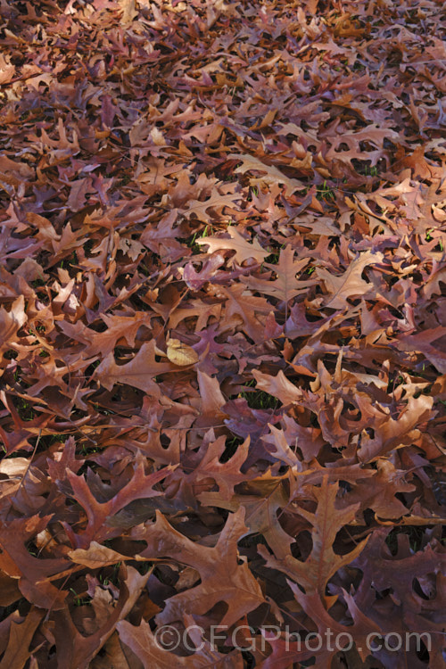 Fallen autumn leaves of the Pin Oak (<i>Quercus palustris</i>), a 20-35m tall deciduous tree native to northeast. North America. This species has a columnar habit and often colours well in autumn, turning deep red. It can be distinguished from the similar. Scarlet Oak (<i>Quercus coccinea</i>), by its small acorns, minute tufts of hairs in the forks of the veins on the undersides of its leaves and usually narrower, asymmetrical basal foliage lobes