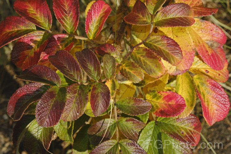 The autumn foliage of the Japanese Rose (<i>Rosa rugosa</i>). Found naturally in eastern Russia, Korea, Japan and China, this dense, bushy rose has very fragrant, deep pink, single flowers and lush, dark green foliage, and is the main parent of the Rugosa hybrids