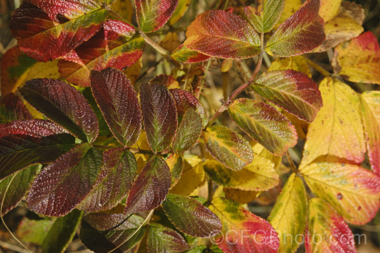The autumn foliage of the Japanese Rose (<i>Rosa rugosa</i>). Found naturally in eastern Russia, Korea, Japan and China, this dense, bushy rose has very fragrant, deep pink, single flowers and lush, dark green foliage, and is the main parent of the Rugosa hybrids