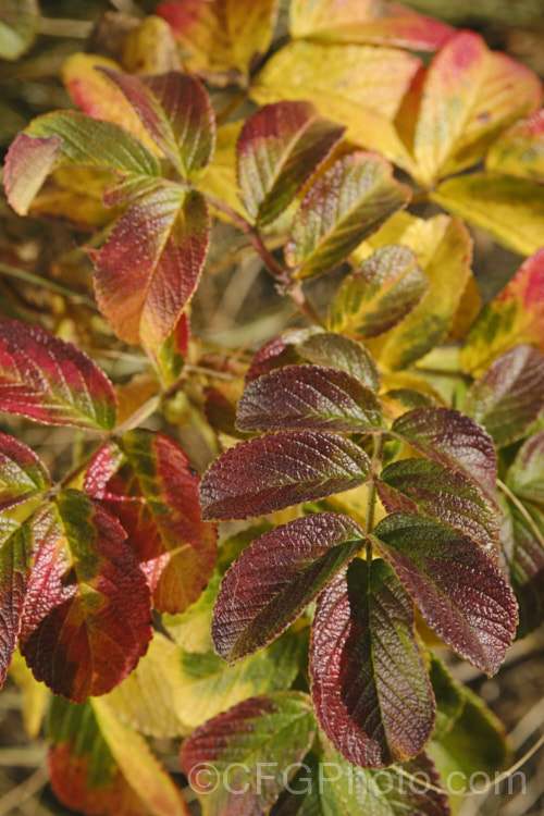 The autumn foliage of the Japanese Rose (<i>Rosa rugosa</i>). Found naturally in eastern Russia, Korea, Japan and China, this dense, bushy rose has very fragrant, deep pink, single flowers and lush, dark green foliage, and is the main parent of the Rugosa hybrids. Order: Rosales, Family: Rosaceae