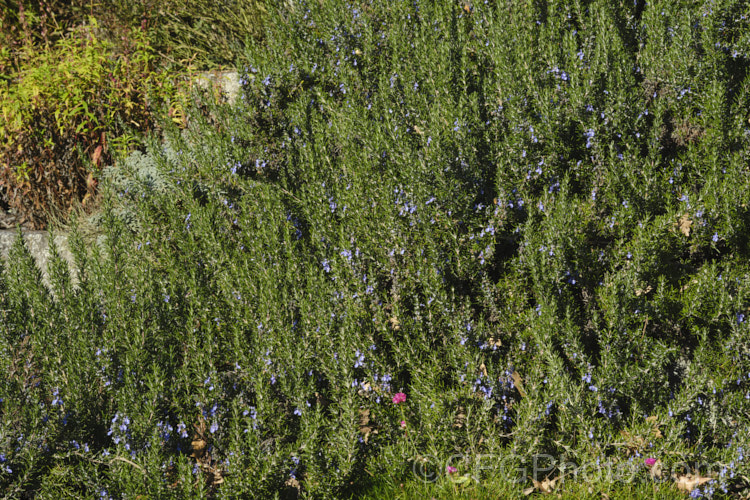 <i>Salvia rosmarinus</i> (syn. <i>Rosmarinus officinalis</i>) 'Irene', a prostrate rosemary cultivar with deep lavender blue flowers. Rosemary is a Mediterranean shrub, the flowers and foliage of which are used for fragrance and herbal purposes. Order: Lamiales, Family: Lamiaceae