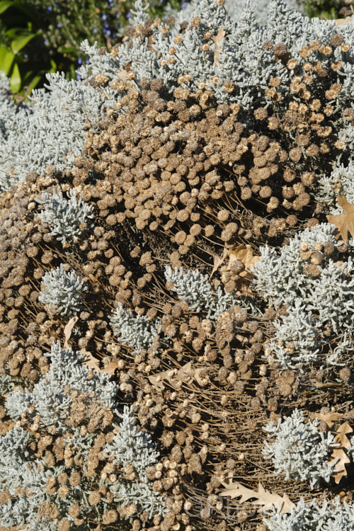 Mature seedheads of Lavender. Cotton (<i>Santolina chamaecyparissus</i>), a silver-grey-leaved, evergreen shrub native to the western and central Mediterranean region. Its small globular, yellow flower heads appear from early summer. santolina-2485htm'>Santolina.