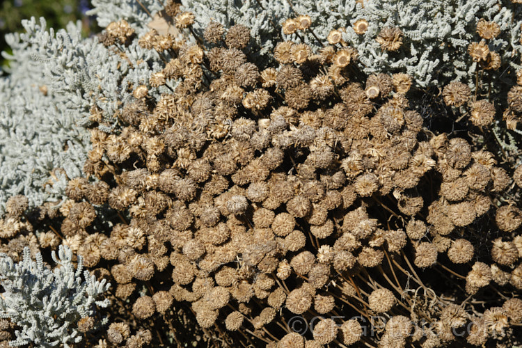 Mature seedheads of Lavender. Cotton (<i>Santolina chamaecyparissus</i>), a silver-grey-leaved, evergreen shrub native to the western and central Mediterranean region. Its small globular, yellow flower heads appear from early summer. santolina-2485htm'>Santolina.