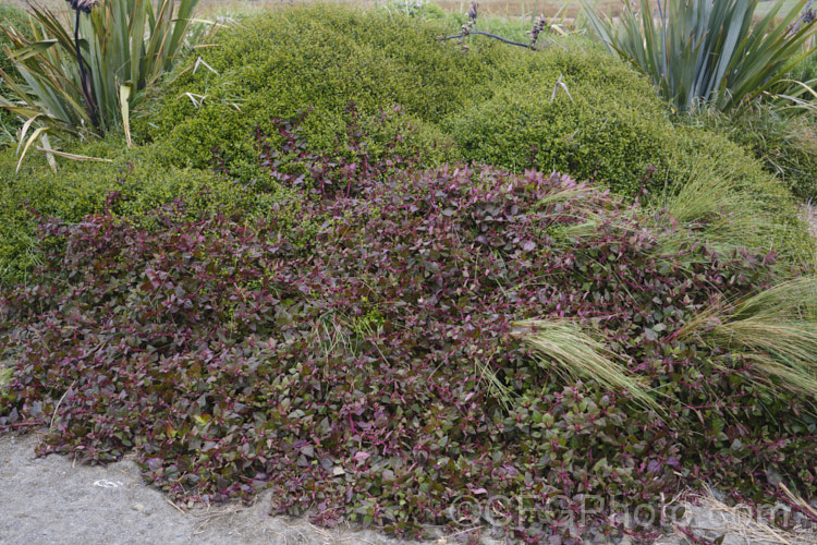 Bower Spinach (<i>Tetragonia implexicoma</i>), a spreading trailing plant found in coastal areas around New Zealand and nearby islands, including the Chathams. It also occurs in southeastern Australia and on Lord. HoweIsland It has red stems, succulent bright green leaves, and small yellow flowers that are followed by red fruits. From late autumn and through winter, the foliage will often develop the strong purple-red colouration seen here. tetragonia-3356htm'>Tetragonia. <a href='aizoaceae-plant-family-photoshtml'>Aizoaceae</a>. Order: Caryophyllales</a>
