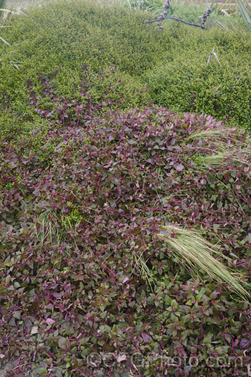 Bower Spinach (<i>Tetragonia implexicoma</i>), a spreading trailing plant found in coastal areas around New Zealand and nearby islands, including the Chathams. It also occurs in southeastern Australia and on Lord. HoweIsland It has red stems, succulent bright green leaves, and small yellow flowers that are followed by red fruits. From late autumn and through winter, the foliage will often develop the strong purple-red colouration seen here. tetragonia-3356htm'>Tetragonia. <a href='aizoaceae-plant-family-photoshtml'>Aizoaceae</a>. Order: Caryophyllales</a>