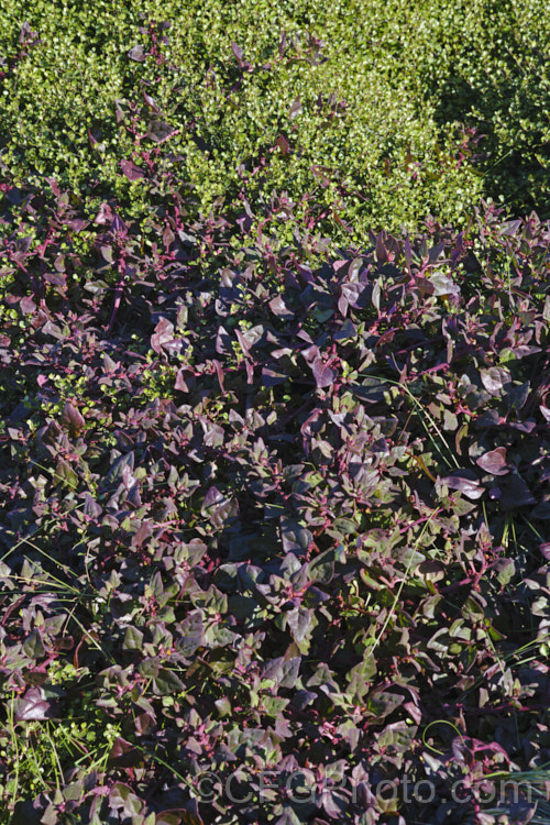 Bower Spinach (<i>Tetragonia implexicoma</i>), a spreading trailing plant found in coastal areas around New Zealand and nearby islands, including the Chathams. It also occurs in southeastern Australia and on Lord. HoweIsland It has red stems, succulent bright green leaves, and small yellow flowers that are followed by red fruits. From late autumn and through winter, the foliage will often develop the strong purple-red colouration seen here. tetragonia-3356htm'>Tetragonia. <a href='aizoaceae-plant-family-photoshtml'>Aizoaceae</a>. Order: Caryophyllales</a>