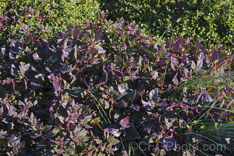 Bower Spinach (<i>Tetragonia implexicoma</i>), a spreading trailing plant found in coastal areas around New Zealand and nearby islands, including the Chathams. It also occurs in southeastern Australia and on Lord. HoweIsland It has red stems, succulent bright green leaves, and small yellow flowers that are followed by red fruits. From late autumn and through winter, the foliage will often develop the strong purple-red colouration seen here. tetragonia-3356htm'>Tetragonia. <a href='aizoaceae-plant-family-photoshtml'>Aizoaceae</a>. Order: Caryophyllales</a>