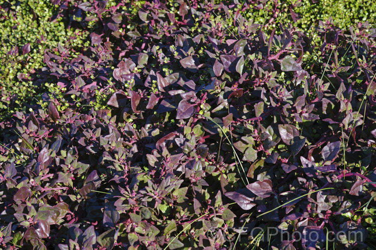 Bower Spinach (<i>Tetragonia implexicoma</i>), a spreading trailing plant found in coastal areas around New Zealand and nearby islands, including the Chathams. It also occurs in southeastern Australia and on Lord. HoweIsland It has red stems, succulent bright green leaves, and small yellow flowers that are followed by red fruits. From late autumn and through winter, the foliage will often develop the strong purple-red colouration seen here. tetragonia-3356htm'>Tetragonia. <a href='aizoaceae-plant-family-photoshtml'>Aizoaceae</a>. Order: Caryophyllales</a>