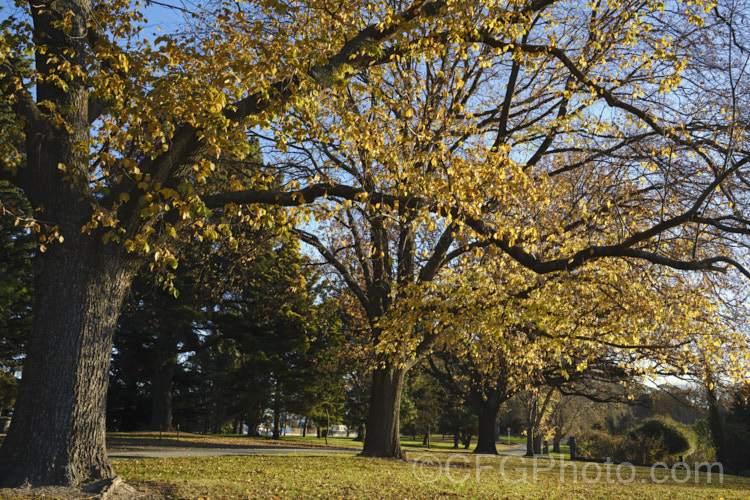 Huntingdon. Elm (<i>Ulmus x hollandica ‘Vegeta’) in late autumn to early winter. This British-raised cultivar is a 20–35m hybrid between Ulmus glabra and Ulmus carpinifolia. It dates from 1746 and is distinguished by the short petioles of its leaves, the lattice patterning of the bark and its resistance to Dutch elm disease. As with most elms the papery seed capsules (samara</i>) are showier than the flowers. Order: Rosales, Family: Ulmaceae Order: Rosales, Family: Rosaceae