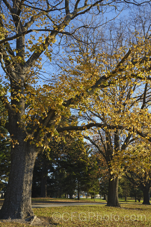 Huntingdon. Elm (<i>Ulmus x hollandica ‘Vegeta’) in late autumn to early winter. This British-raised cultivar is a 20–35m hybrid between Ulmus glabra and Ulmus carpinifolia. It dates from 1746 and is distinguished by the short petioles of its leaves, the lattice patterning of the bark and its resistance to Dutch elm disease. As with most elms the papery seed capsules (samara</i>) are showier than the flowers. Order: Rosales, Family: Ulmaceae Order: Rosales, Family: Rosaceae