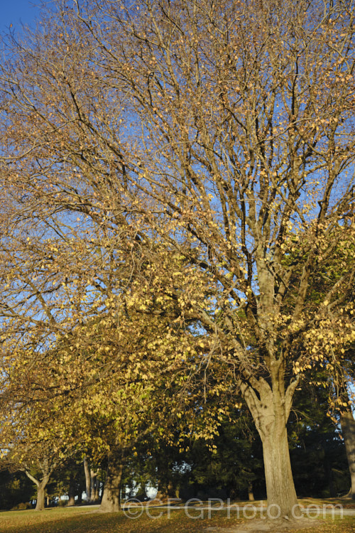Huntingdon. Elm (<i>Ulmus x hollandica ‘Vegeta’) in late autumn to early winter. This British-raised cultivar is a 20–35m hybrid between Ulmus glabra and Ulmus carpinifolia. It dates from 1746 and is distinguished by the short petioles of its leaves, the lattice patterning of the bark and its resistance to Dutch elm disease. As with most elms the papery seed capsules (samara</i>) are showier than the flowers. Order: Rosales, Family: Ulmaceae Order: Rosales, Family: Rosaceae