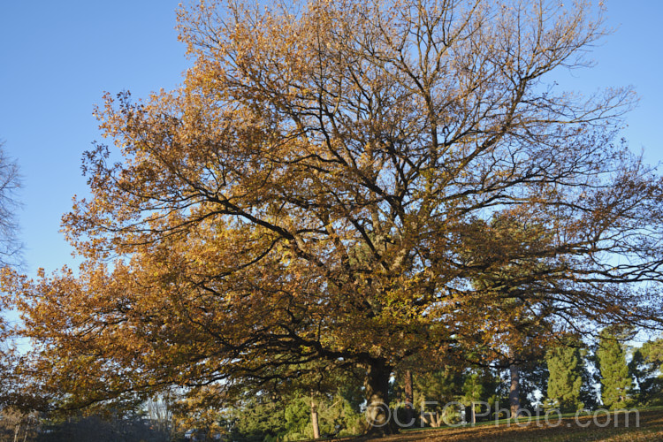 The distinctive shape of an English Oak (<i>Quercus robur</i>) in winter. This large, round-headed deciduous tree is found from Britain to western Russia. It lives to a great age and can reach 40m tall, though 20-35m is more common. Order: Fagales, Family: Fagaceae Order: Fagales</a>