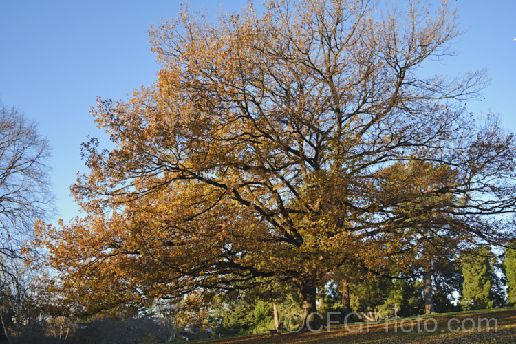 The distinctive shape of an English Oak (<i>Quercus robur</i>) in winter. This large, round-headed deciduous tree is found from Britain to western Russia. It lives to a great age and can reach 40m tall, though 20-35m is more common. Order: Fagales, Family: Fagaceae Order: Fagales</a>