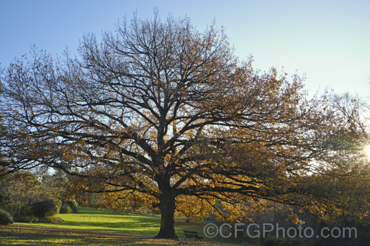 The distinctive shape of an English Oak (<i>Quercus robur</i>) in winter. This large, round-headed deciduous tree is found from Britain to western Russia. It lives to a great age and can reach 40m tall, though 20-35m is more common. Order: Fagales, Family: Fagaceae Order: Fagales</a>