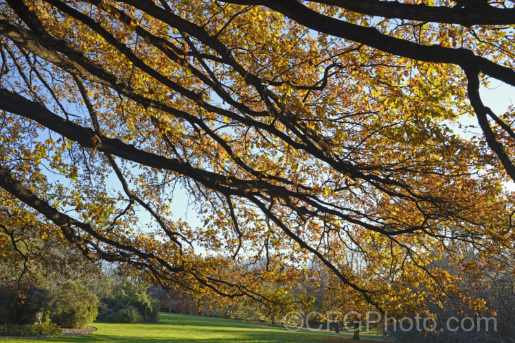 The light of winter sunset through the last leaves of an English Oak (<i>Quercus robur</i>). This large, round-headed deciduous tree is found from Britain to western Russia. It lives to a great age and can reach 40m tall, though 20-35m is more common. Order: Fagales, Family: Fagaceae Order: Fagales</a>
