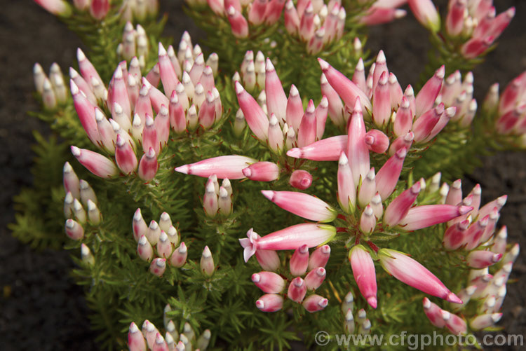 Erica ventricosa, a compact, heavy-flowering, evergreen shrub native to South Africa where it grows at 300-1400m altitude. The tubular pink flowers, which are flared at the mouth when full open, appear from mid-spring to early summer. In cultivation this plant rarely exceeds 60cm high. erica-2109htm'>Erica. Order: Ericales, Family: Ericaceae