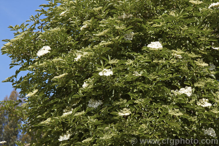 Elderberry (<i>Sambucus nigra</i>) in flower. This Eurasian deciduous shrub often naturalises and can become a weed. Its flowers and fruit can be used for wine making. Order: Dipsacales, Family: Adoxaceae