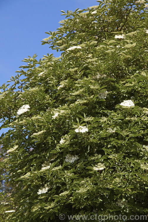 Elderberry (<i>Sambucus nigra</i>) in flower. This Eurasian deciduous shrub often naturalises and can become a weed. Its flowers and fruit can be used for wine making. Order: Dipsacales, Family: Adoxaceae