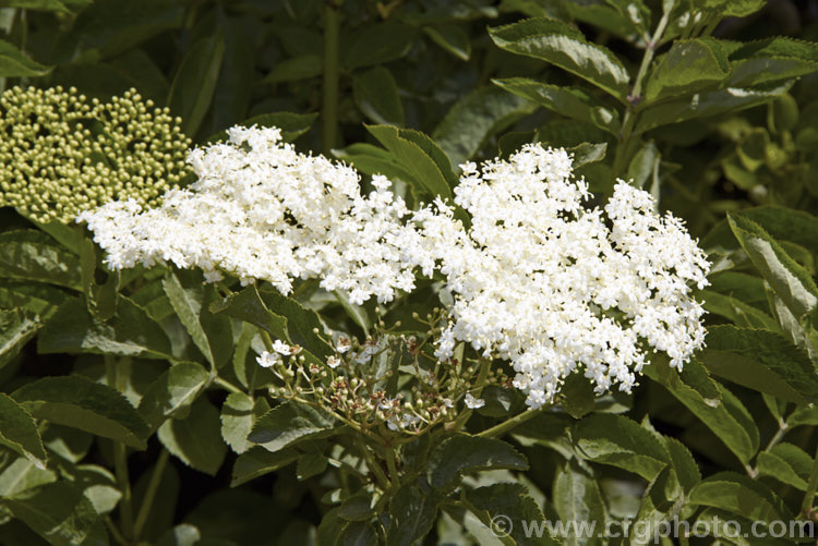 Elderberry (<i>Sambucus nigra</i>) in flower. This Eurasian deciduous shrub often naturalises and can become a weed. Its flowers and fruit can be used for wine making. Order: Dipsacales, Family: Adoxaceae