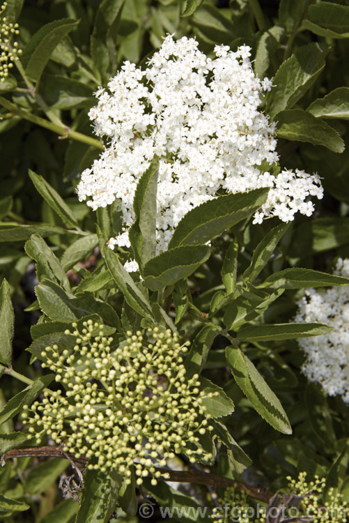 Elderberry (<i>Sambucus nigra</i>) in flower. This Eurasian deciduous shrub often naturalises and can become a weed. Its flowers and fruit can be used for wine making. Order: Dipsacales, Family: Adoxaceae