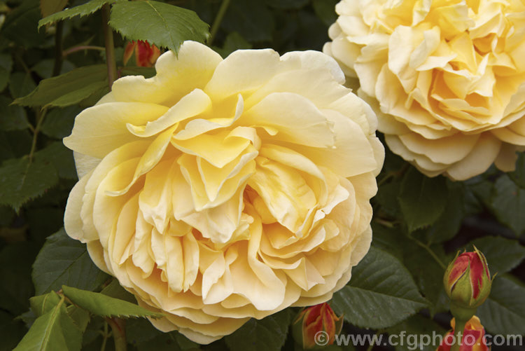 Rosa 'Golden Celebration' ('Charles Austin' x Abraham Darby'), a strongly fragrant, very fully double. English Rose introduced by Austin in 1992. It grows to around 15m tall Order: Rosales, Family: Rosaceae
