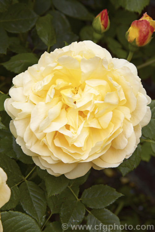 Rosa 'Golden Celebration' ('Charles Austin' x Abraham Darby'), a strongly fragrant, very fully double. English Rose introduced by Austin in 1992. It grows to around 15m tall Order: Rosales, Family: Rosaceae