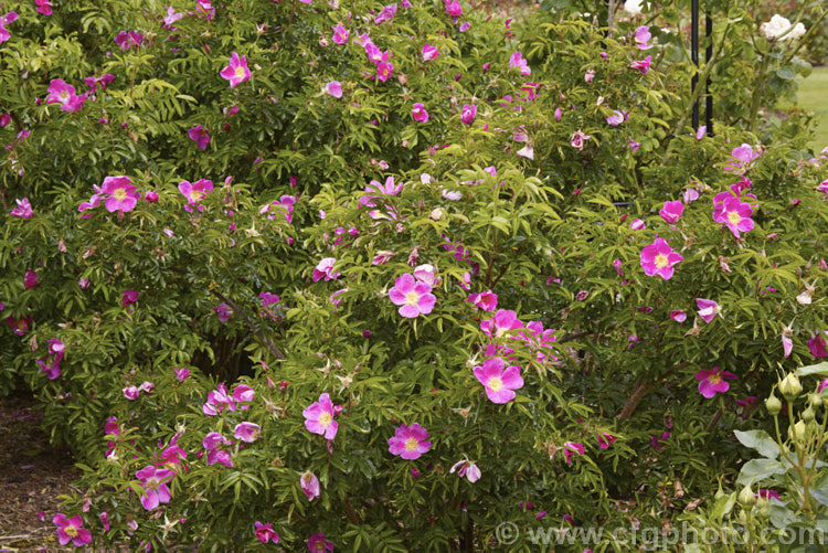 Rosa 'Corylus', a compact. Shrub rose with large, single, deep magenta flowers that have a pale centre. A hybrid of Rosa rugosa and Rosa nitida, it grows to around 1m high and wide. It was raised by Hazel le. Rougetel of the United Kingdom and was introduced in 1988. Order: Rosales, Family: Rosaceae