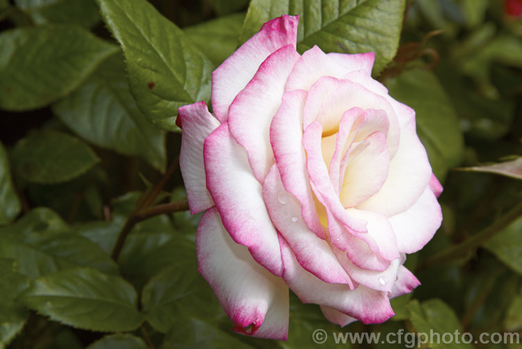 Rosa 'Handel' ('Columbine' x 'Heidelberg'), a Cluster-flowered (<i>Floribunda</i>) climber raised by McGredy of Northern Ireland and introduced in 1965. Order: Rosales, Family: Rosaceae
